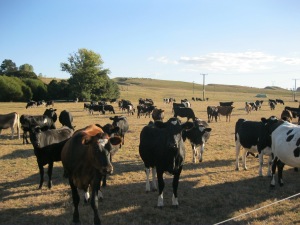 Drought conditions in the Waikato, hungry stock